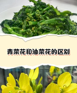 油菜花和小油菜的区别