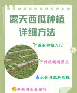 麒麟西瓜怎么样种植