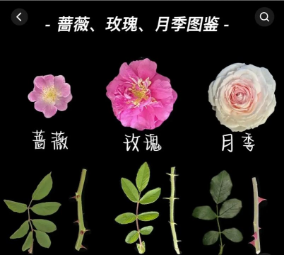 玫瑰月季蔷薇花怎么区别