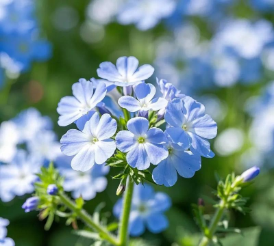 细叶美女樱的养殖方法和注意事项