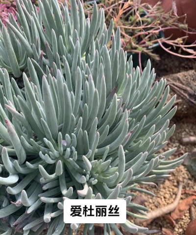 小众送妈妈的花有哪些花