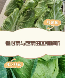 卷心菜和包菜的区别