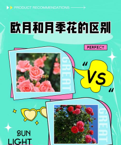 小众送妈妈的花有哪些花