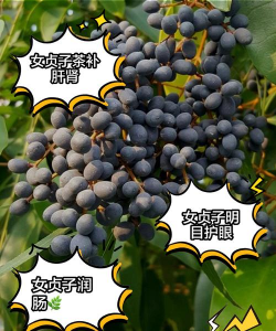 女贞有什么价值作用