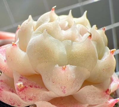 小众送妈妈的花有哪些花