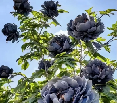 小众送妈妈的花有哪些花