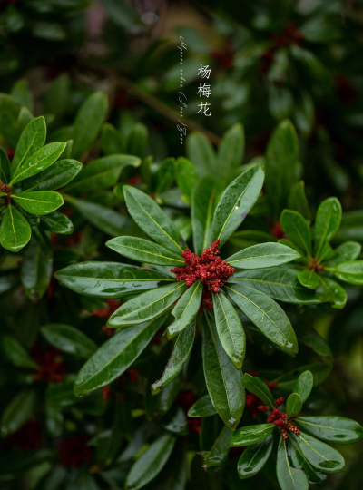 小众送妈妈的花有哪些花