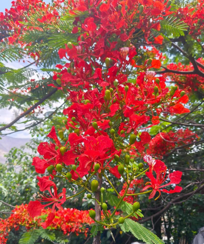 小众送妈妈的花有哪些花