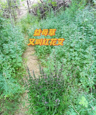 夏至草和益母草区别