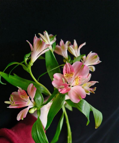 小众送妈妈的花有哪些花