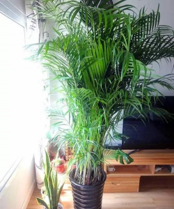 小众送妈妈的花有哪些花