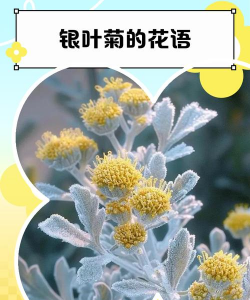银叶菊花语