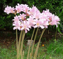 小众送妈妈的花有哪些花