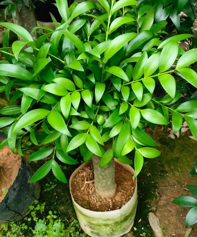 小众送妈妈的花有哪些花