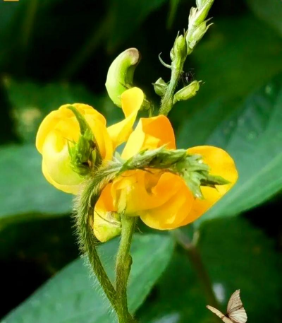 小众送妈妈的花有哪些花