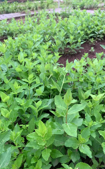 小众送妈妈的花有哪些花