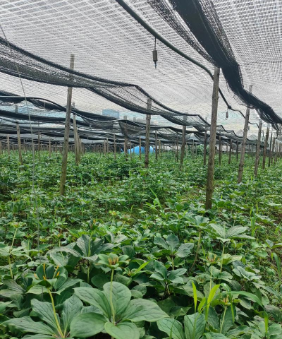 小众送妈妈的花有哪些花