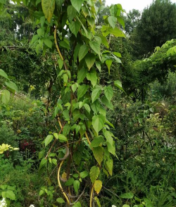 小众送妈妈的花有哪些花