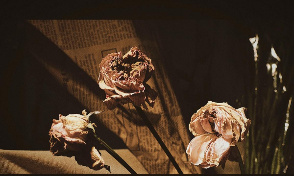 小众送妈妈的花有哪些花