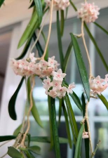 小众送妈妈的花有哪些花