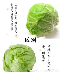 球生菜和卷心菜的区别