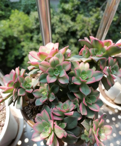 小众送妈妈的花有哪些花