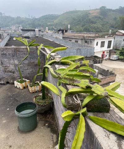 小众送妈妈的花有哪些花