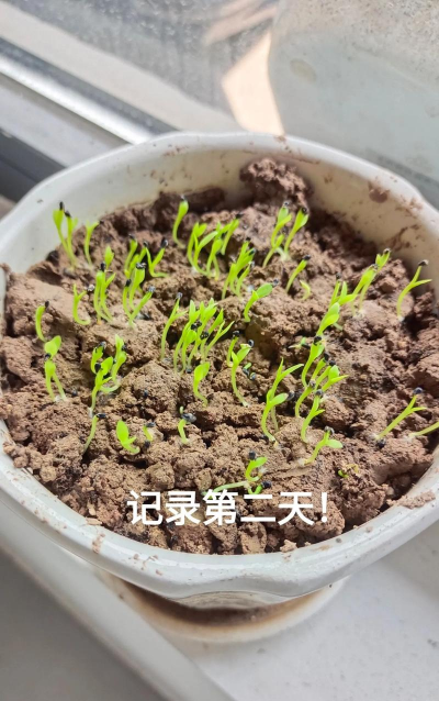 小众送妈妈的花有哪些花