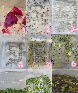 小众送妈妈的花有哪些花