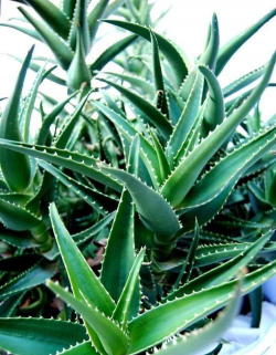 小众送妈妈的花有哪些花