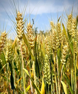 小众送妈妈的花有哪些花