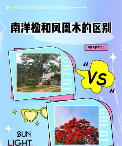 南洋楹和凤凰木的区别