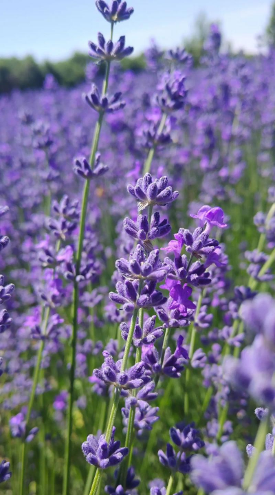 小众送妈妈的花有哪些花