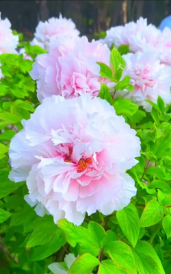 小众送妈妈的花有哪些花