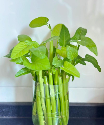 小众送妈妈的花有哪些花