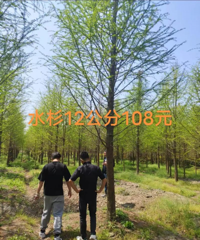 中山杉和水杉的区别