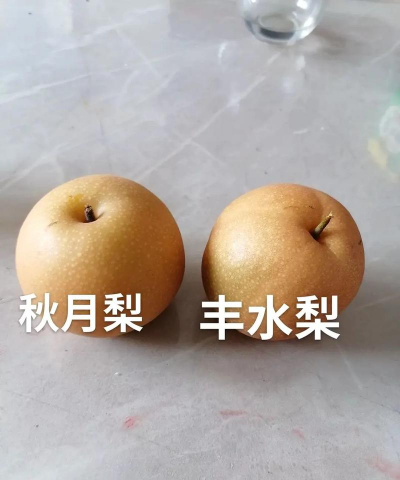 丰水梨和秋月梨怎么辨别
