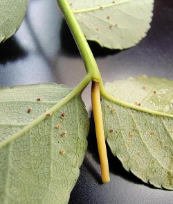 小众送妈妈的花有哪些花