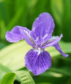 小众送妈妈的花有哪些花