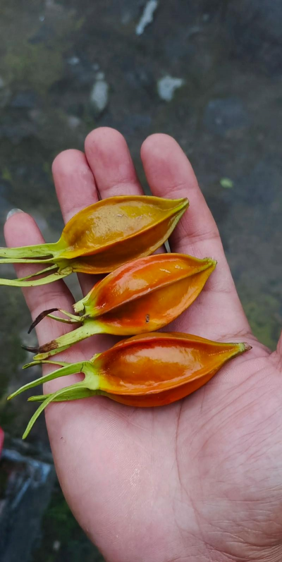 水栀子和黄栀子的区别