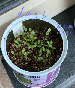 小众送妈妈的花有哪些花