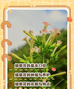 烟草花是怎么开放的