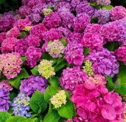 小众送妈妈的花有哪些花