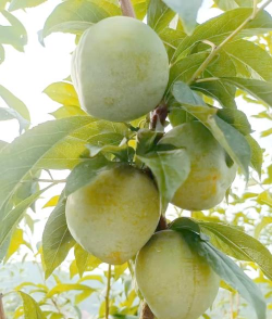 小众送妈妈的花有哪些花