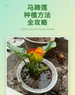小众送妈妈的花有哪些花