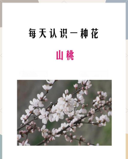 山桃和桃花的区别