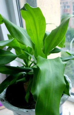 小众送妈妈的花有哪些花