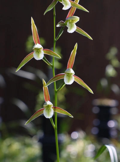 小众送妈妈的花有哪些花