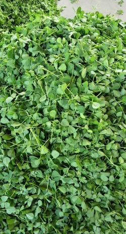 小众送妈妈的花有哪些花