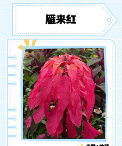 小众送妈妈的花有哪些花